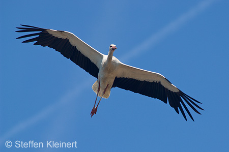 Weißstorch, Ciconia ciconia 015